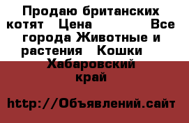 Продаю британских котят › Цена ­ 30 000 - Все города Животные и растения » Кошки   . Хабаровский край